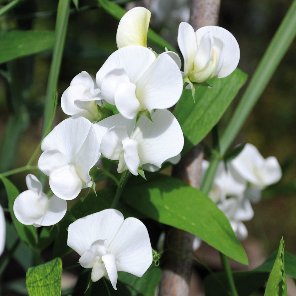 Lathyrus latifolius 'White Pearl'